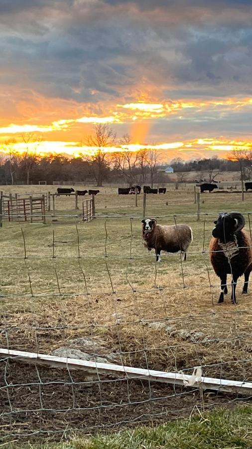 Shenandoah Valley Glamping - Amazing Views - Farm Edinburg Exterior foto